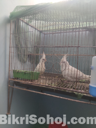 Albino (Red Eye) Cockatiel Jora